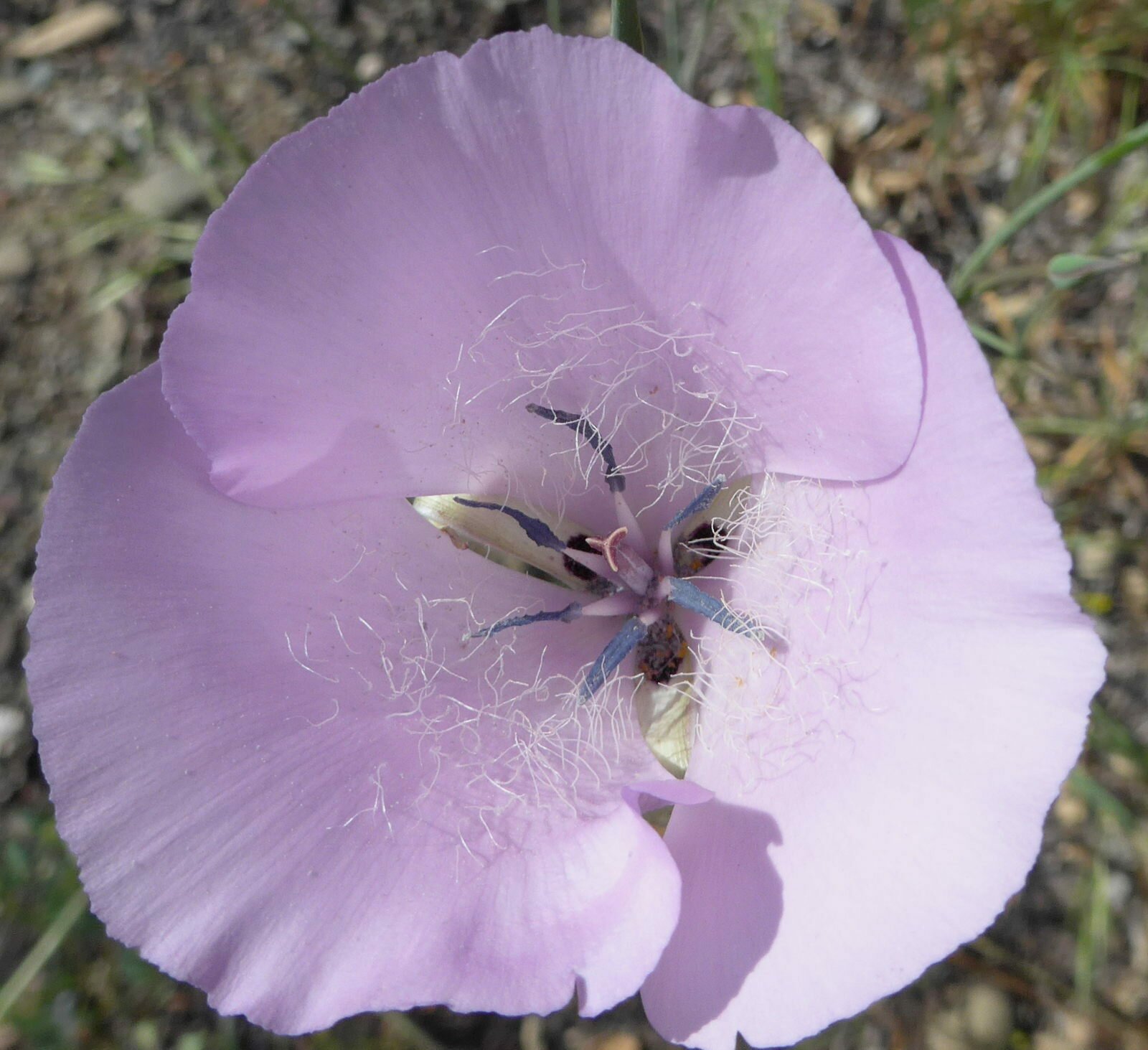 High Resolution Calochortus splendens Flower